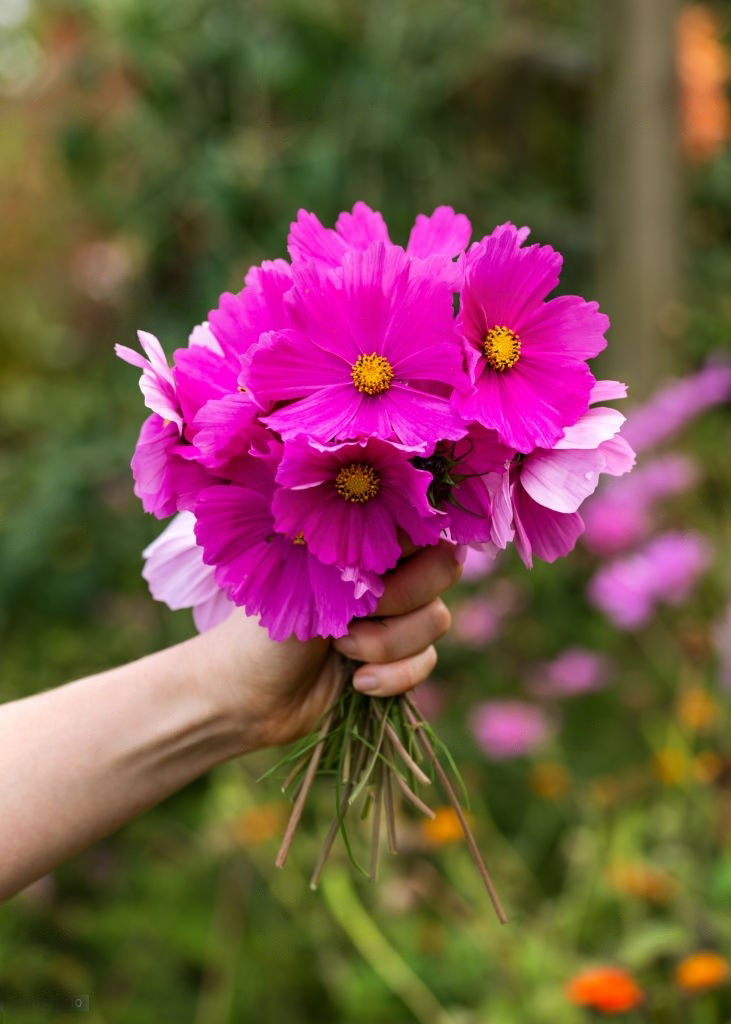 Kosmos (C.bipinnatus) 